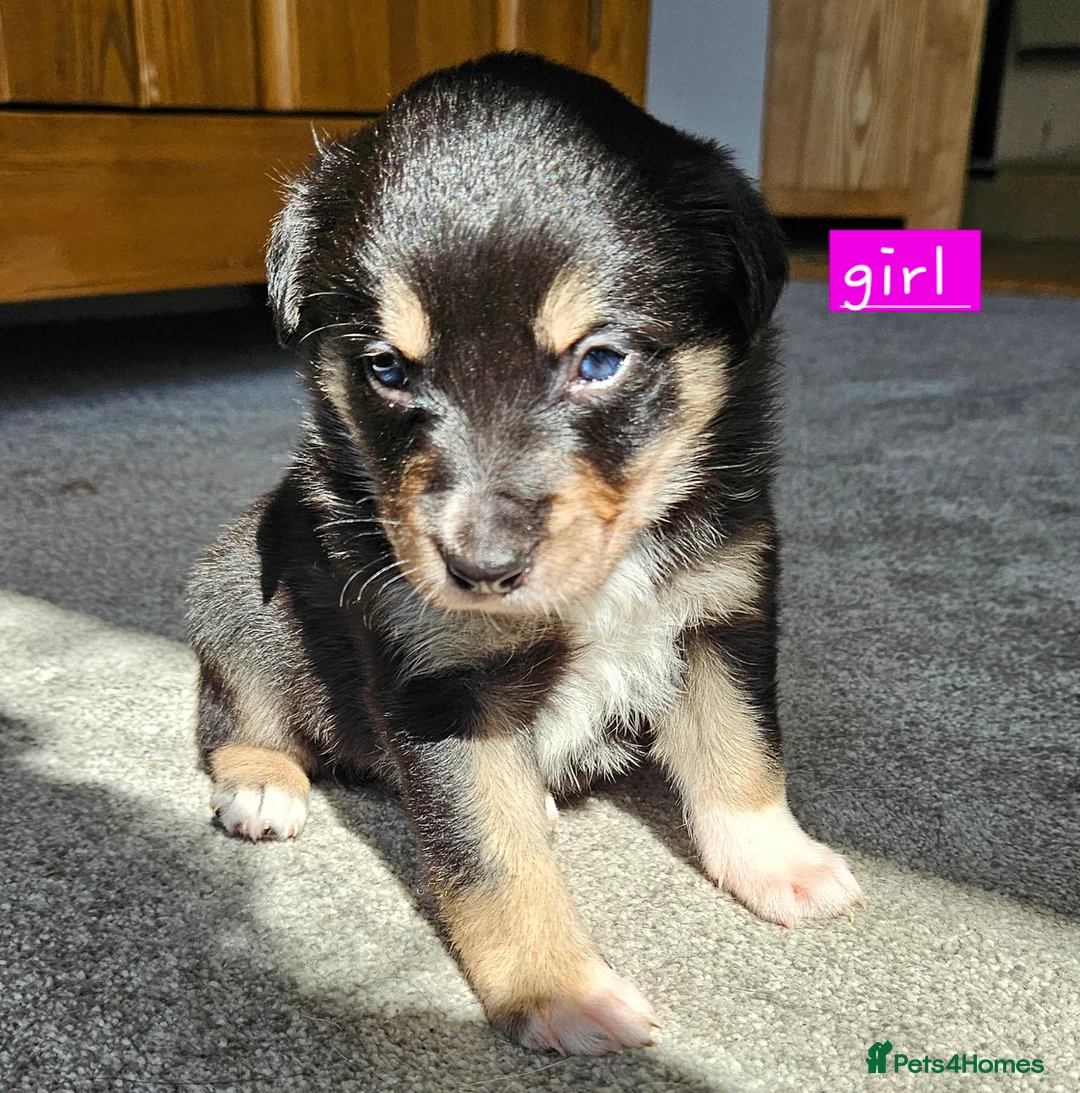 Border Collie dogs for sale: 🔥Unique tri border collie pups 🔥 - Advert 1