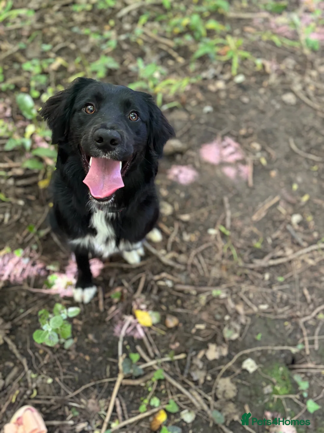 Mixed Breed dogs for sale: Very difficult decision - forever home needed ♥️ - Advert 2