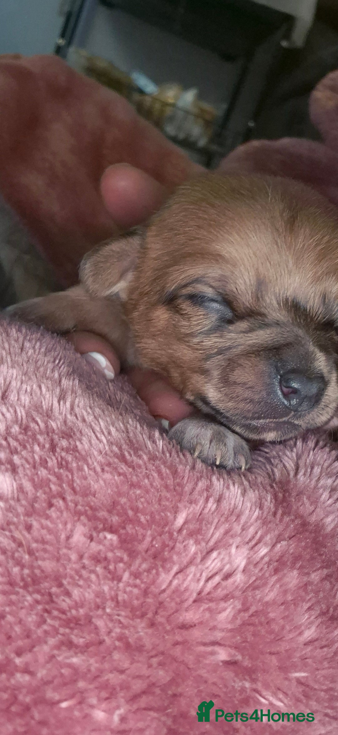 Chipoo dogs for sale: Beautiful chipoo puppys  - Advert 6