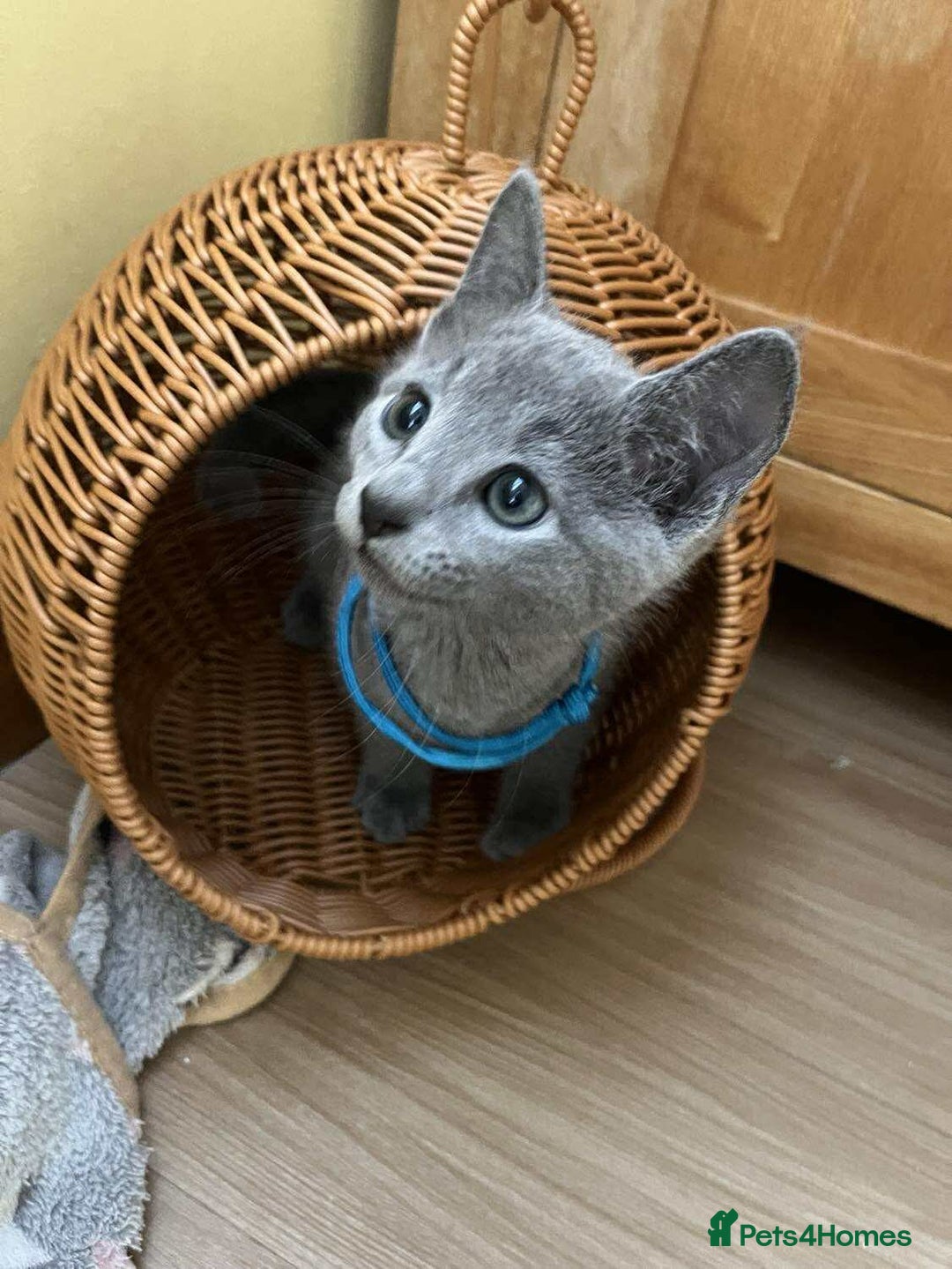 Russian Blue cats for sale: TICA REGISTERED Pure Breed Russian Blue Kittens - Image 15