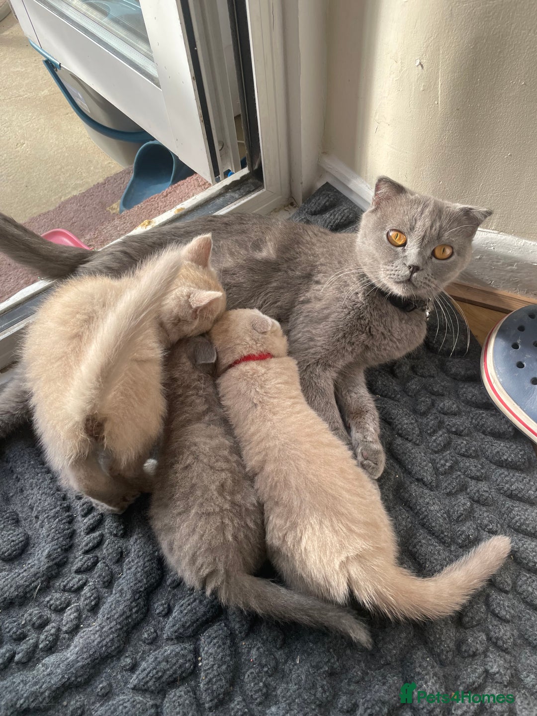 British Shorthair cats for sale: Four tiny heart-stealers looking for loving home - Image 4