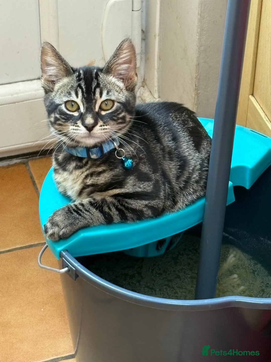 Bengal cats for sale: Half bengal boy kitten 16 weeks old  - Image 1