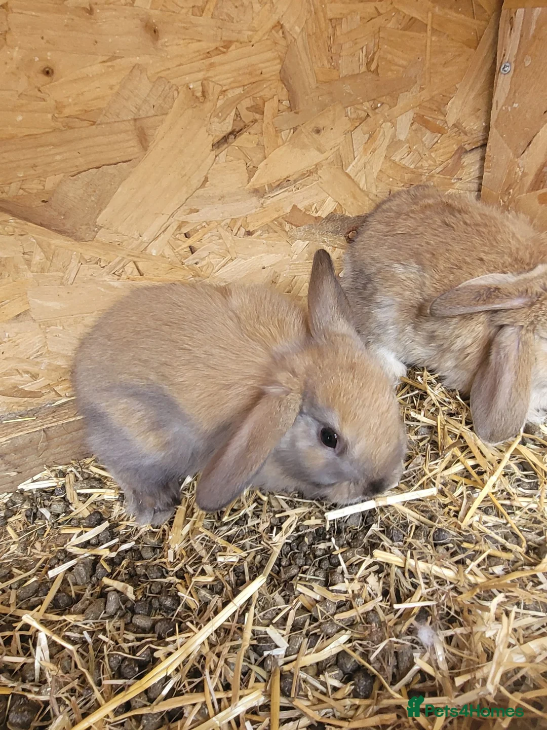 Mixed Breed rabbits for sale: Baby lion lops - Advert 2