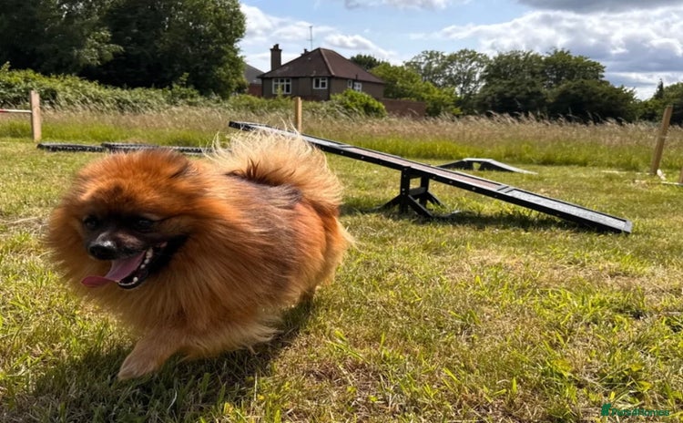 Pomeranian dogs - Advert 5