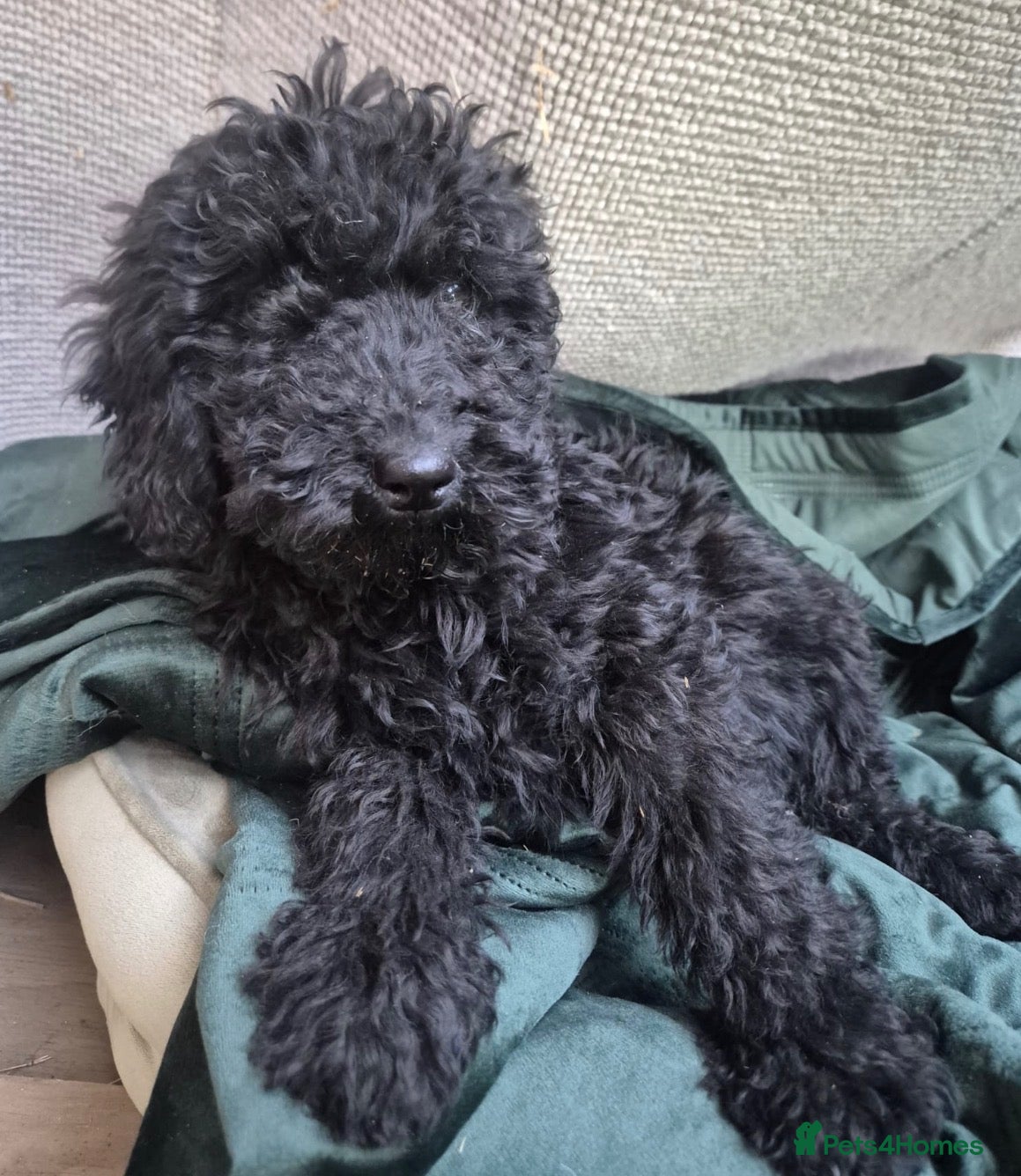 Cockapoo dogs for sale: Gorgeous f2b cockapoos  - Advert 14