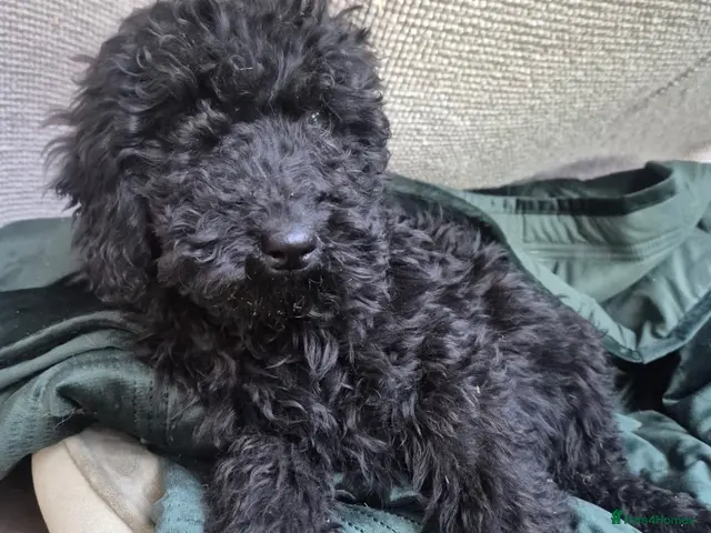 Cockapoo dogs for sale: Gorgeous f2b cockapoos - Advert 14