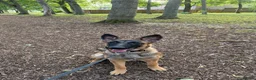 Mixed Breed dogs for sale: 8 month bitch Belgian Malinois x German shepherd  - Advert 3