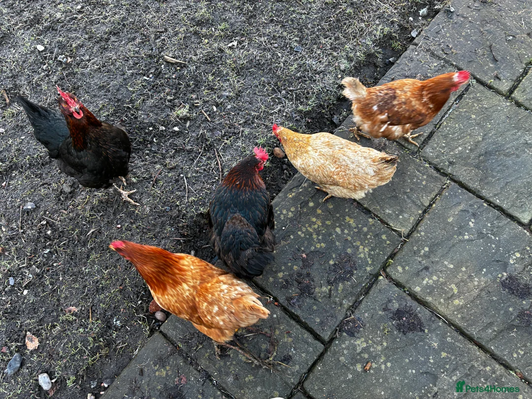 Mixed Breed birds for sale: Chicken and coop for sale in Birmingham - Advert 2