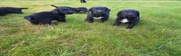Mixed Breed dogs for sale: Sprockerdors - Advert 1