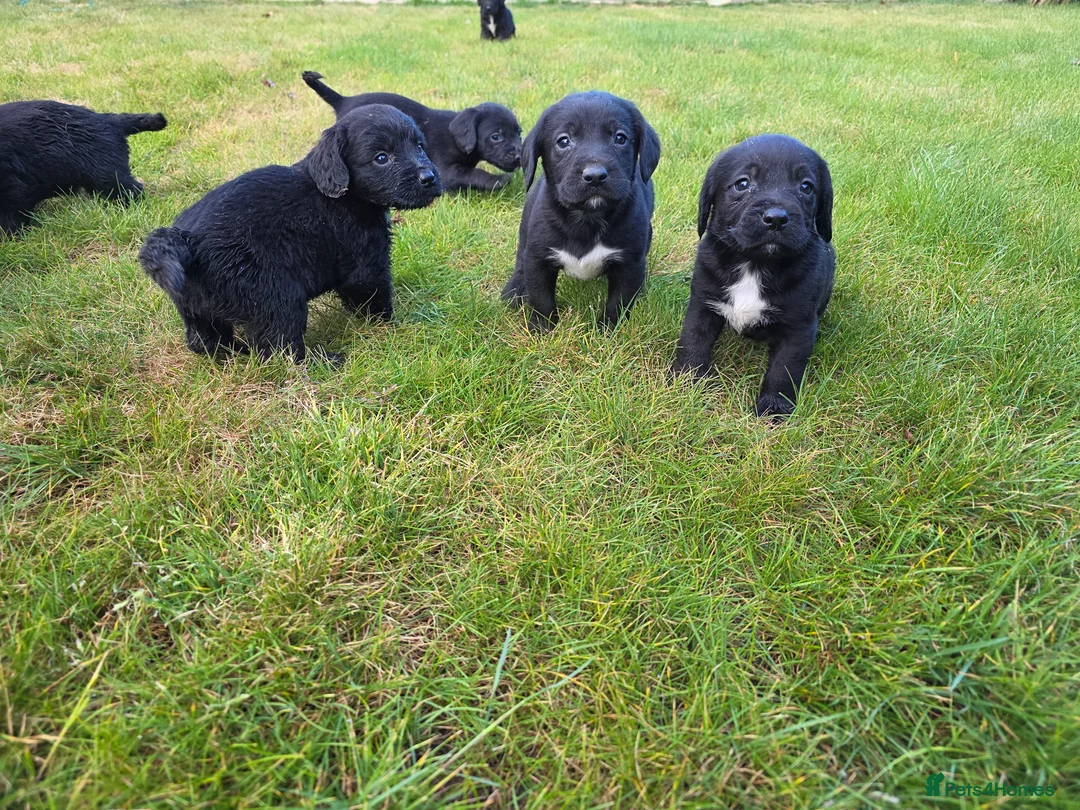 Mixed Breed dogs for sale: Sprockerdors - Advert 1
