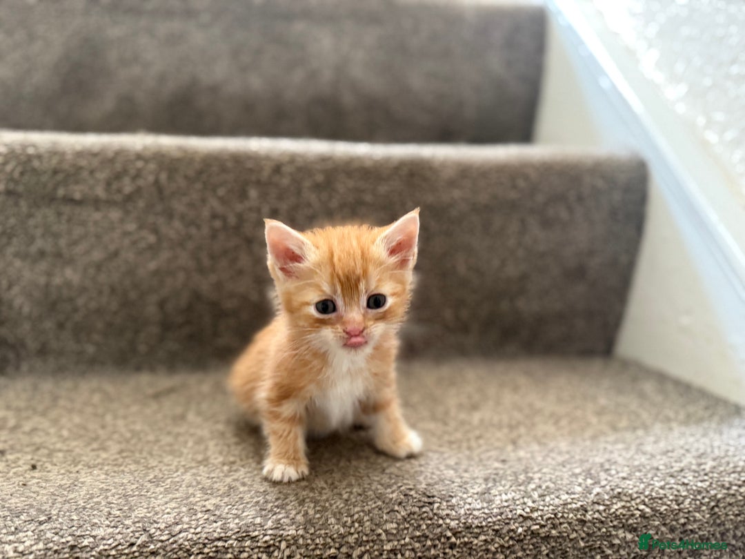 Persian cats for sale: Stunning half Exotic Persian kittens for sale.  - Image 15