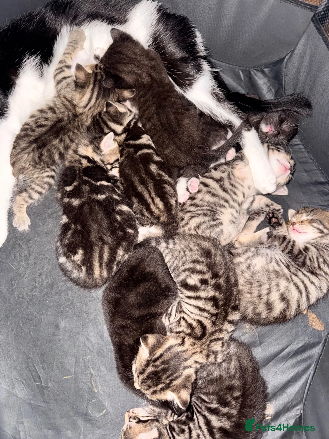 Mixed Breed cats for sale: 10 gorgeous mixed kittens - Advert 4