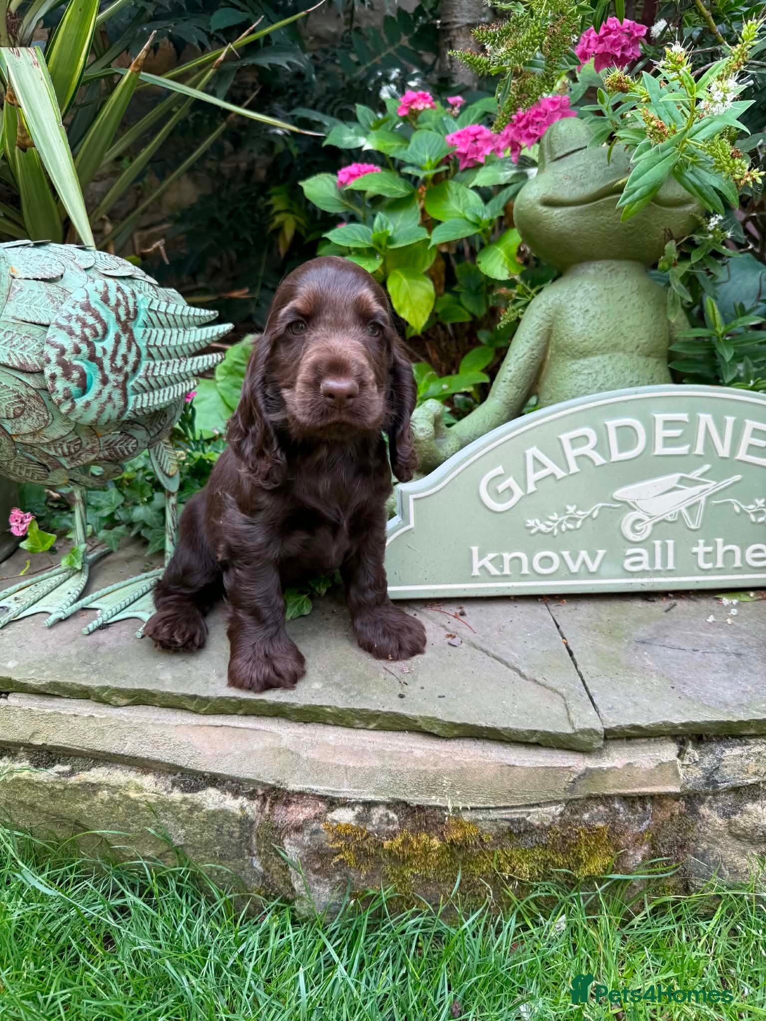 Cocker Spaniel dogs OUTSTANDING READY NOW KC SHOW COCKERS  - Advert 2