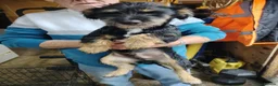 Jack Russell dogs for sale: 8 month old Jack Russell Male - Advert 1