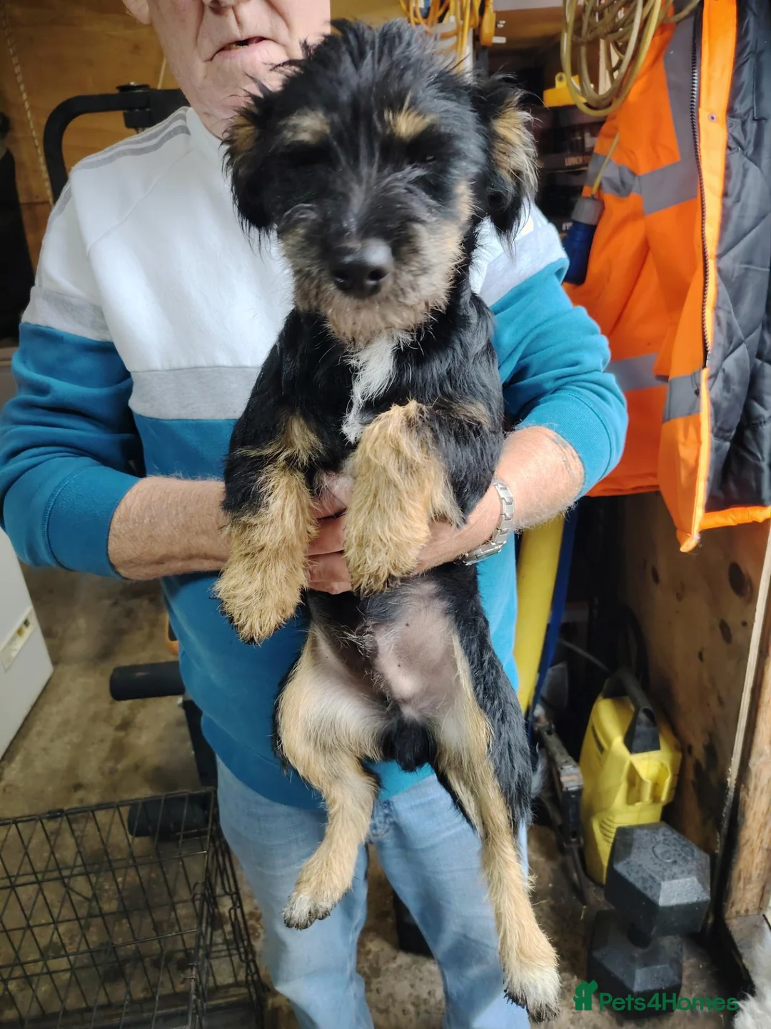 Jack Russell dogs for sale: 8 month old Jack Russell Male - Advert 1