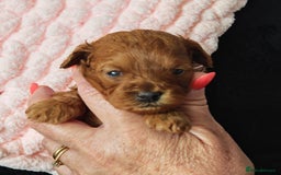 Mixed Breed dogs for sale: BEAUTIFUL SMALL MALTIPOO  BABY'S  - Image 6
