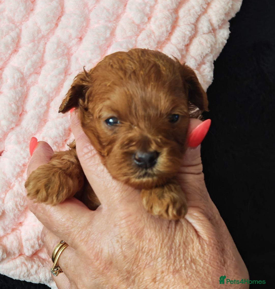 Mixed Breed dogs for sale: BEAUTIFUL SMALL MALTIPOO  BABY'S  - Image 6