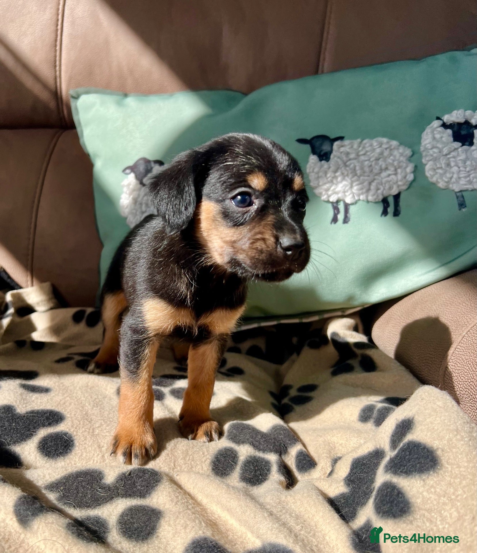 Mixed Breed dogs Cavalier x collie/kelpie - Advert 15