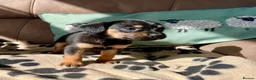 Mixed Breed dogs for sale: Cavalier x kelpie - Advert 7