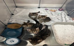 Domestic Shorthair cats for sale: Domestic short hair  - Image 8