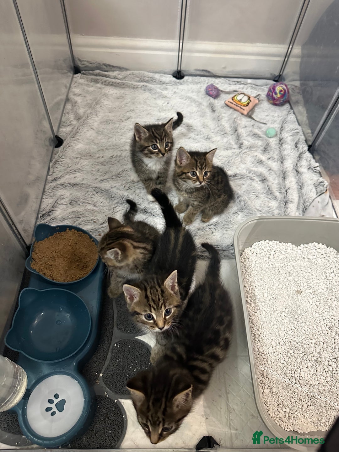 Domestic Shorthair cats for sale: Domestic short hair  - Image 8