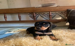 Mixed Breed dogs for sale: Dachshund Crosses - Image 5