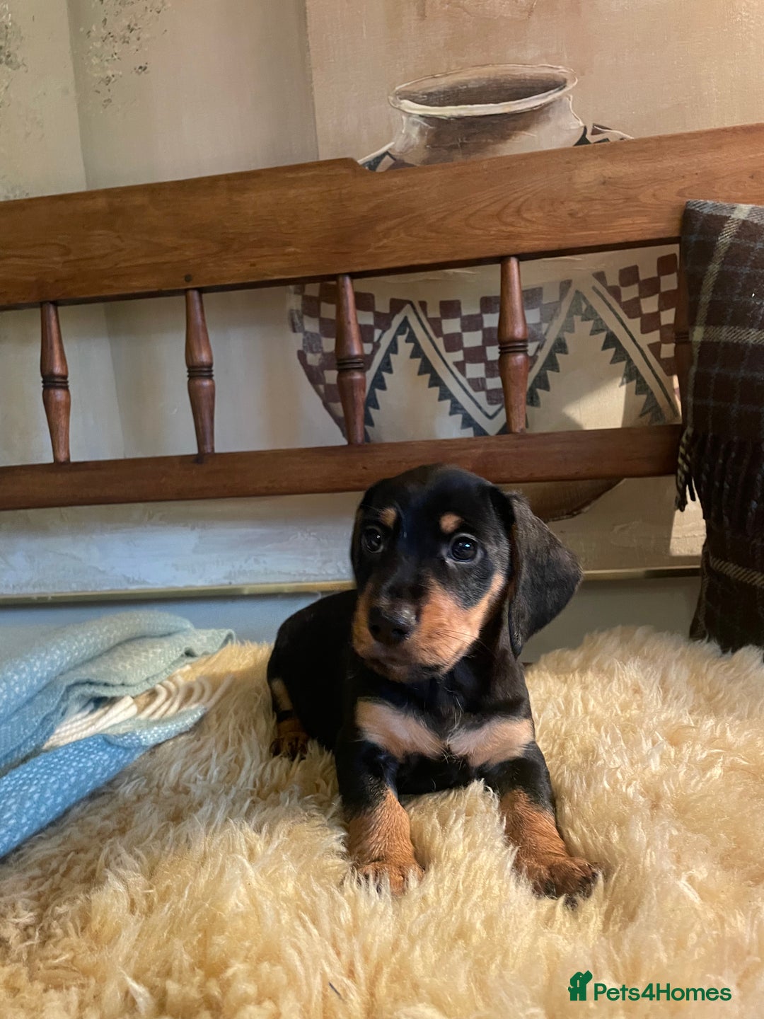 Mixed Breed dogs for sale: Dachshund Crosses - Image 5