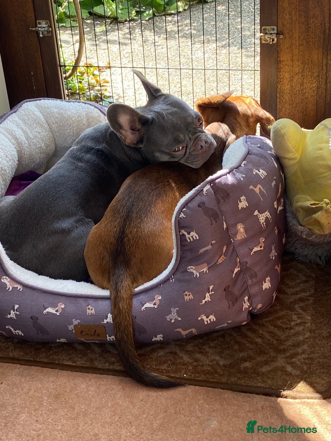 French Bulldog dogs for sale: Our Beautiful blue and tan girl needs rehoming - Advert 7