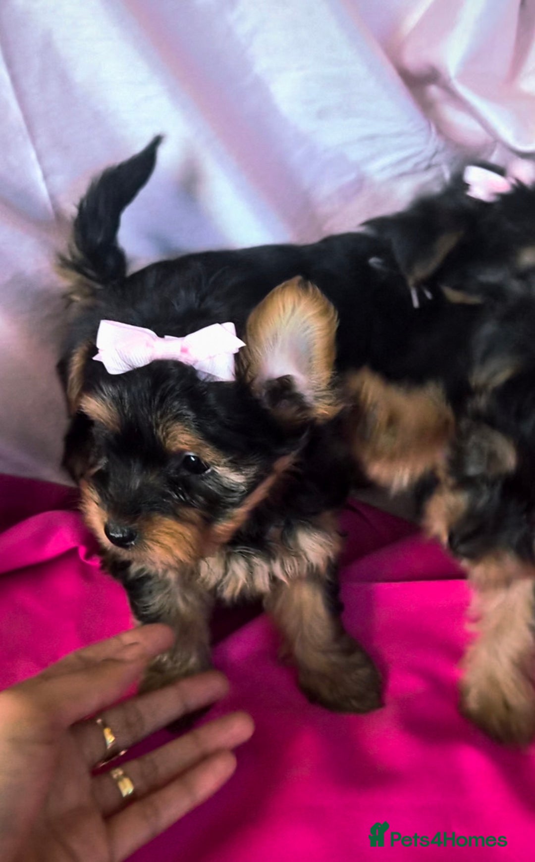 Yorkshire Terrier dogs for sale: 4 little princesses yorkshire terrier - Advert 9
