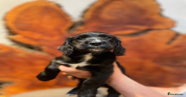 Cocker Spaniel dogs - Advert 6