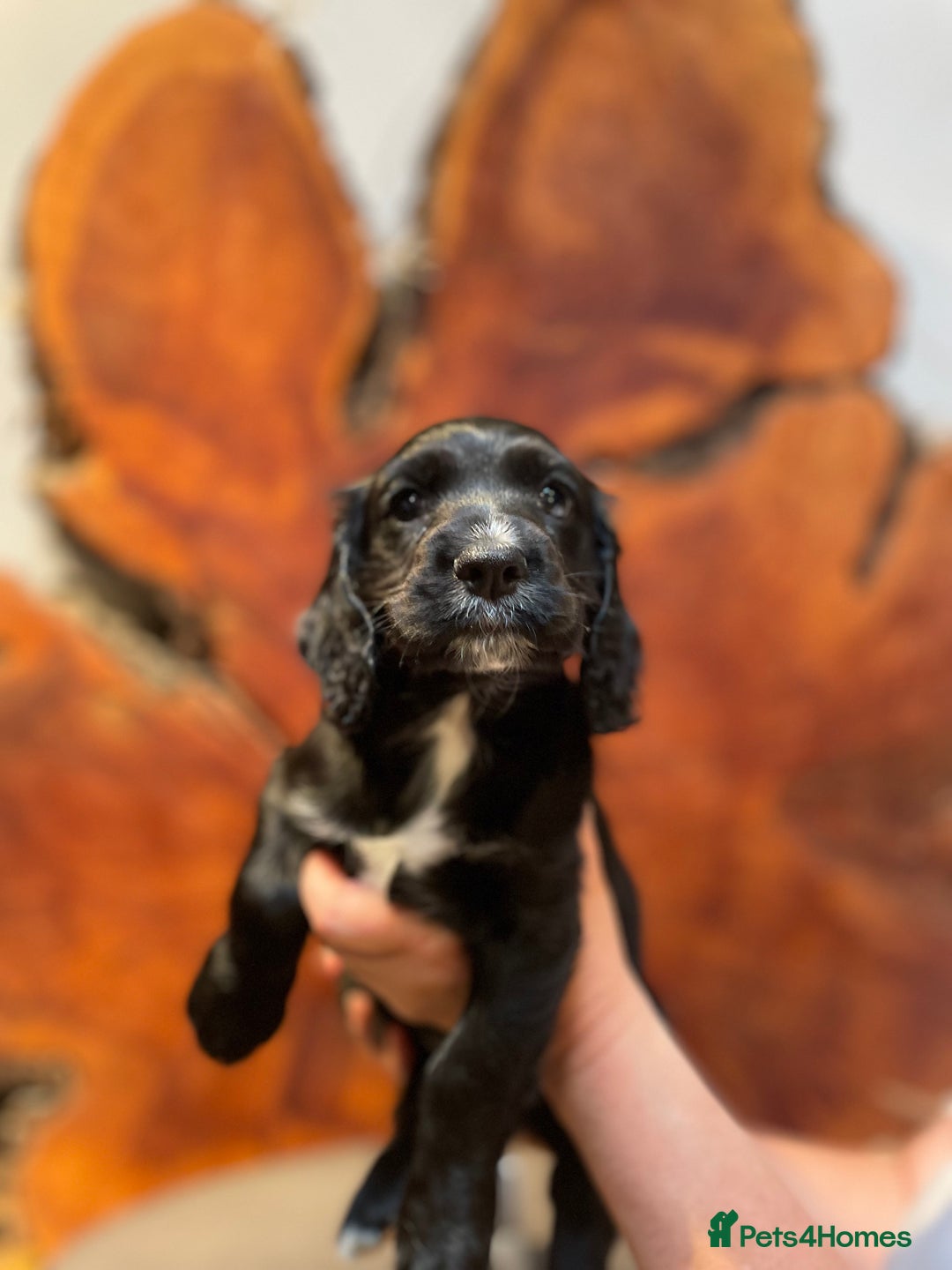 Cocker Spaniel dogs for sale: 1 Beautiful KC Reg working cocker bitch left! - Image 3