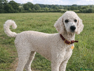 Standard Poodle dogs Silver KC registered Standard Poodle puppies - Advert 2