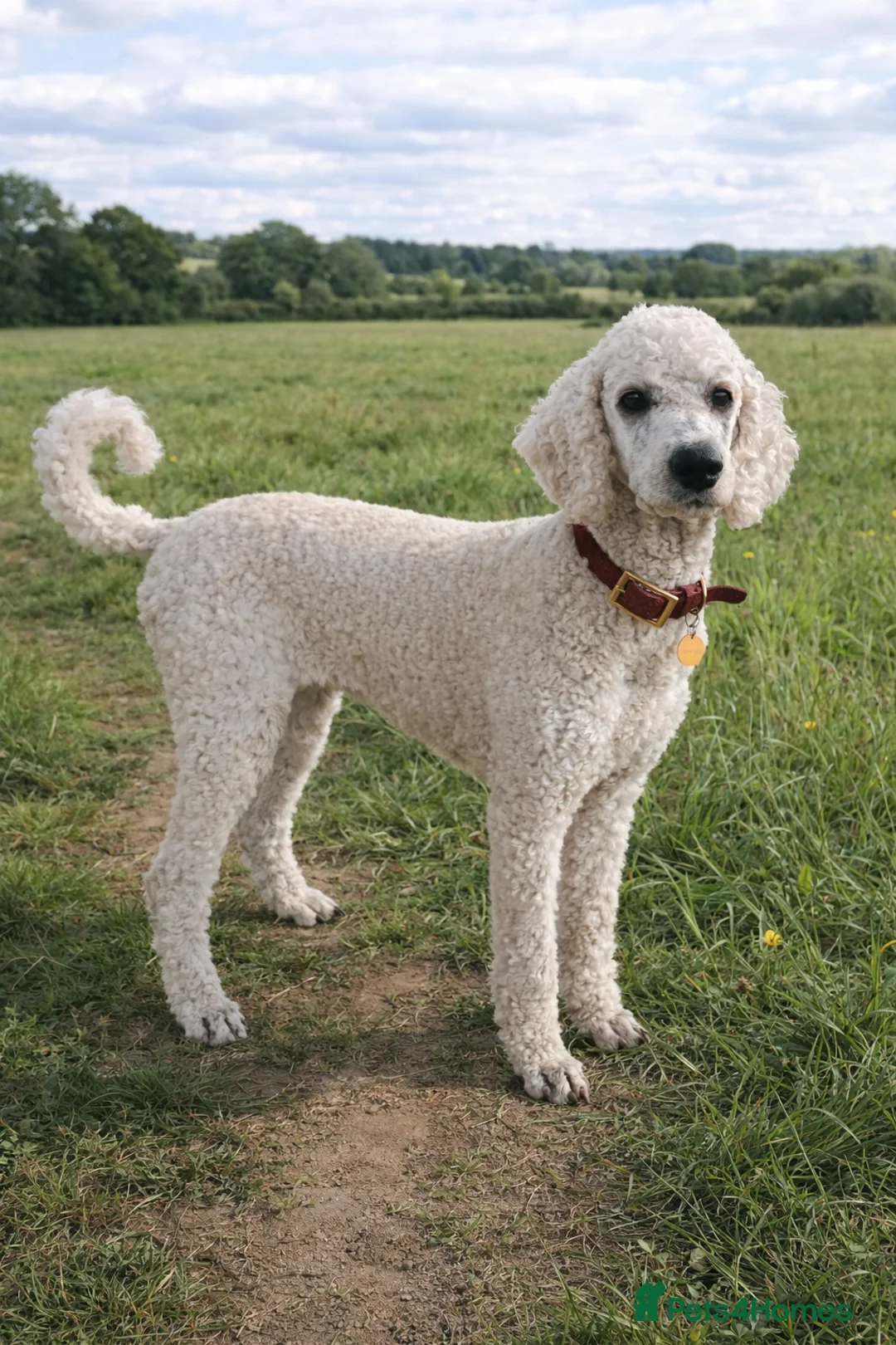 Standard Poodle dogs for sale: Silver & blue KC registered Standard Poodle Boys - Advert 17