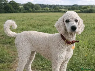 Standard Poodle dogs KC registered Standard Poodle puppies - Advert 2