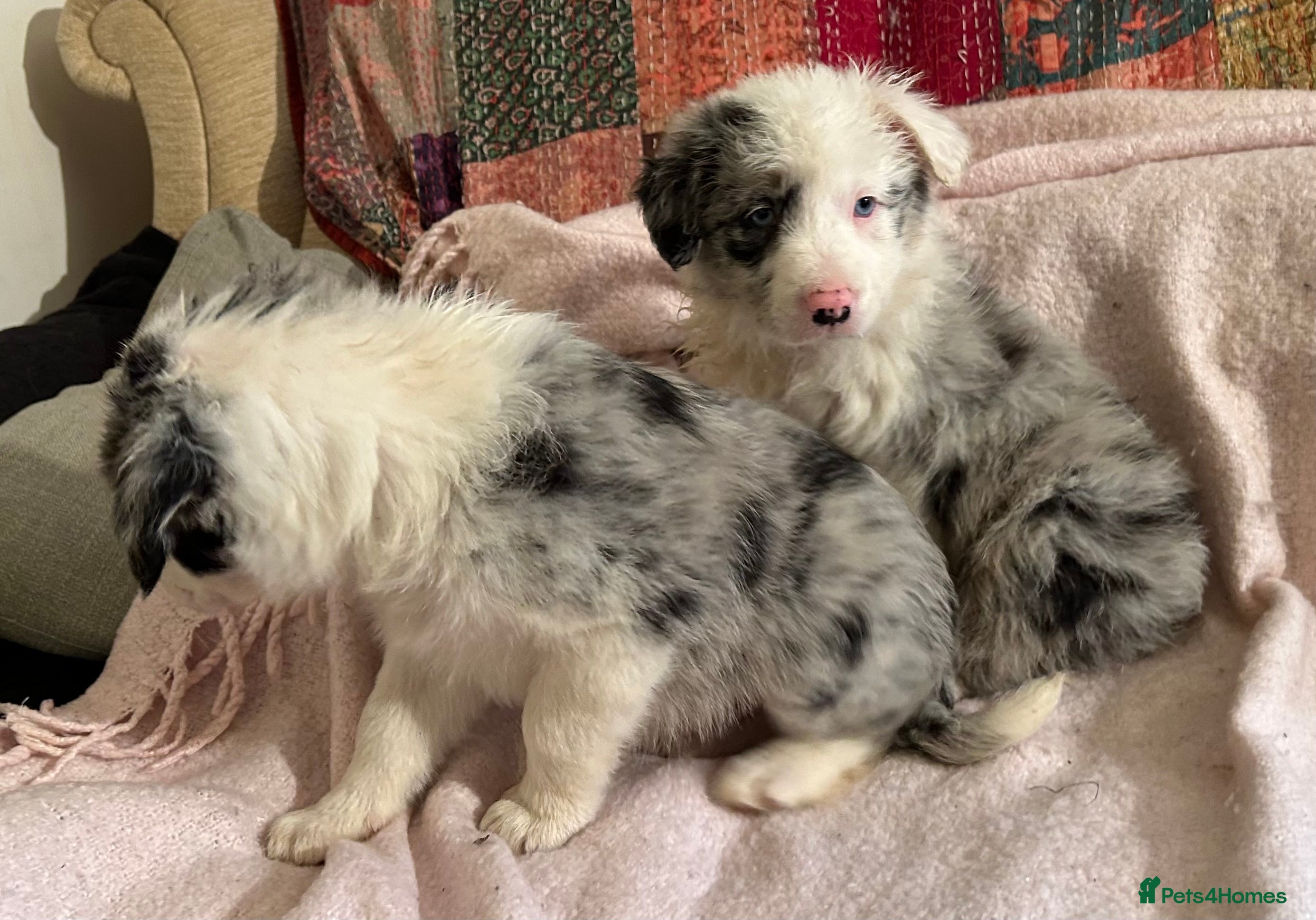 Border Collie dogs ONE BEAUTIFUL BLUE MERLE BORDER COLLIE PUP - Advert 6
