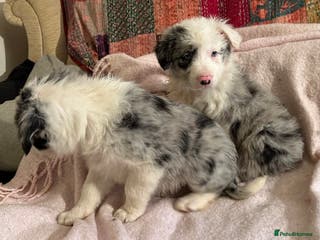 Border Collie dogs ONE BEAUTIFUL BLUE MERLE BORDER COLLIE PUP - Advert 8