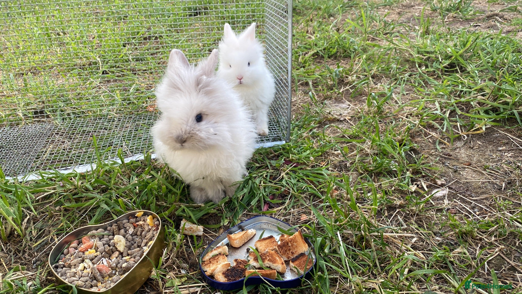 Lionhead rabbits Rabbits male and female  - Advert 1