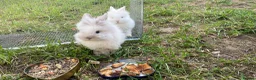 Lionhead rabbits for sale: Rabbits male and female  - Advert 1