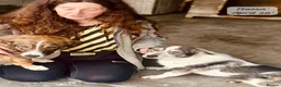 Mixed Breed dogs for adoption: 20 month old Nessa- AVAILABLE FOR ADOPTION in Brixham - Advert 11