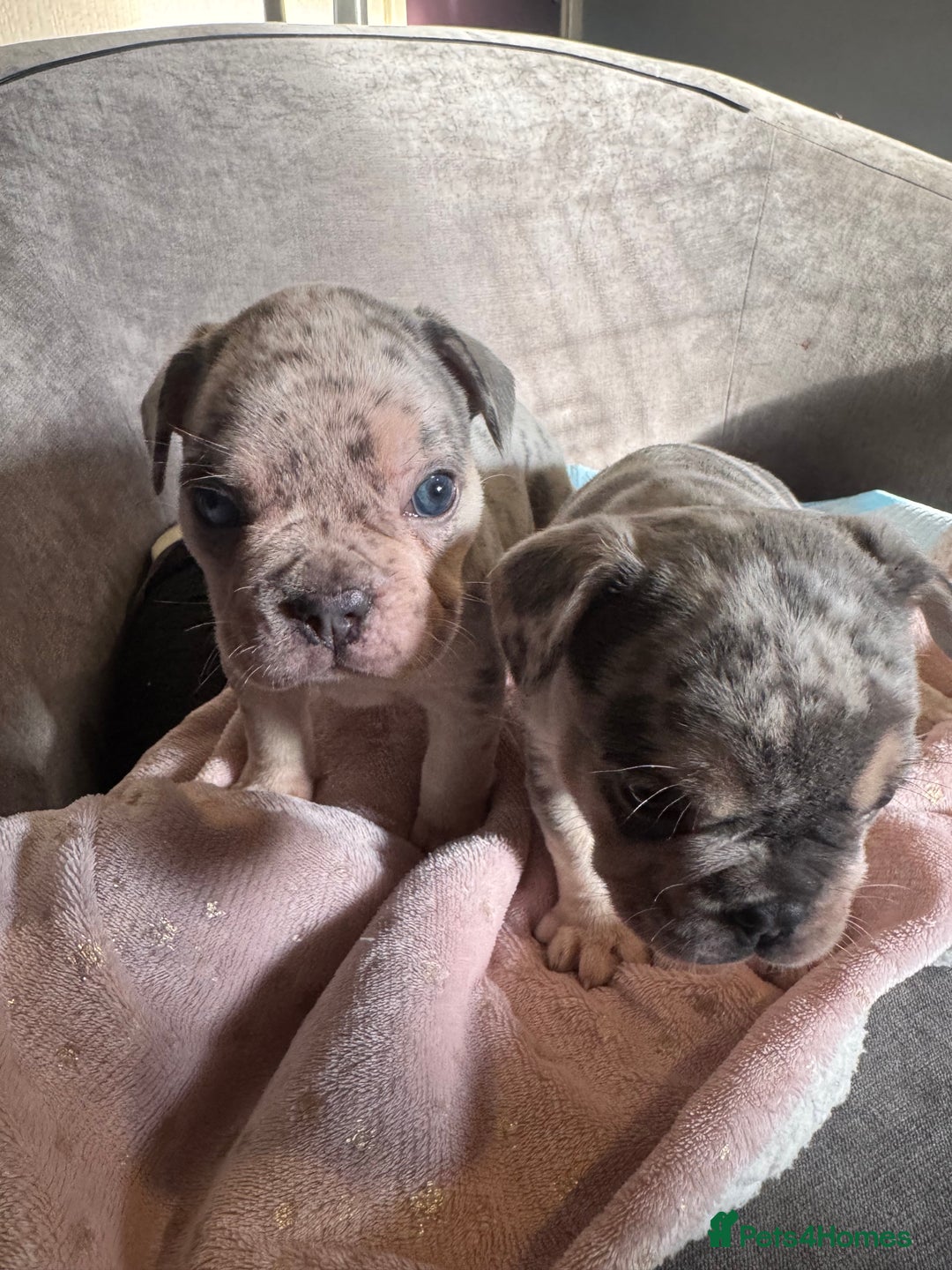 French Bulldog dogs for sale: 🐶 Stunning Merle Lilac Fawn French Bulldogs - Advert 11