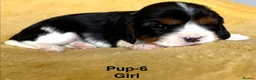 Cavalier King Charles Spaniel dogs for sale: Choc & Tan carriers - CKC Spaniel Puppies - Advert 14