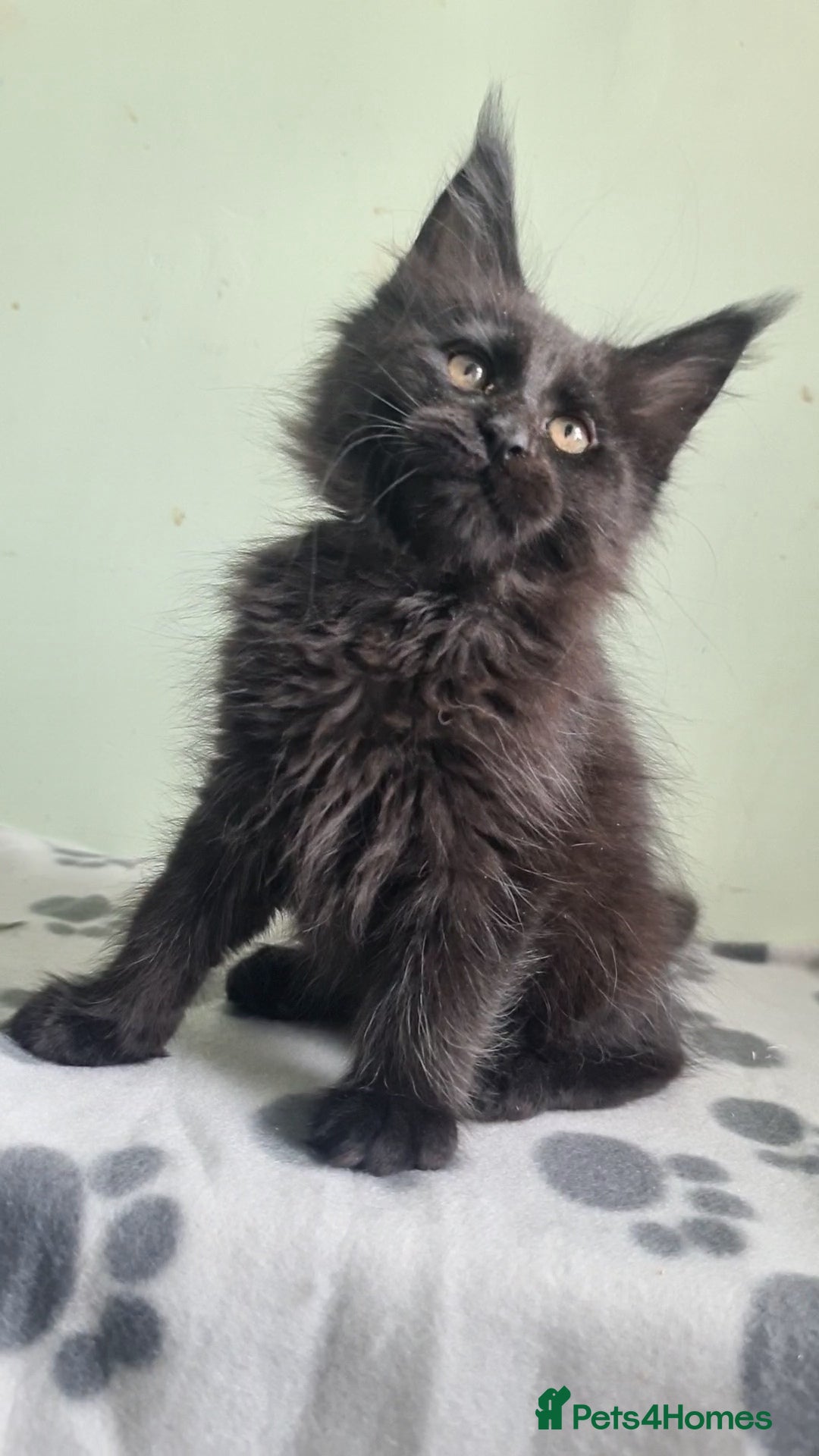 Maine Coon cats Maine coon kittens registered with GCCF - Advert 15
