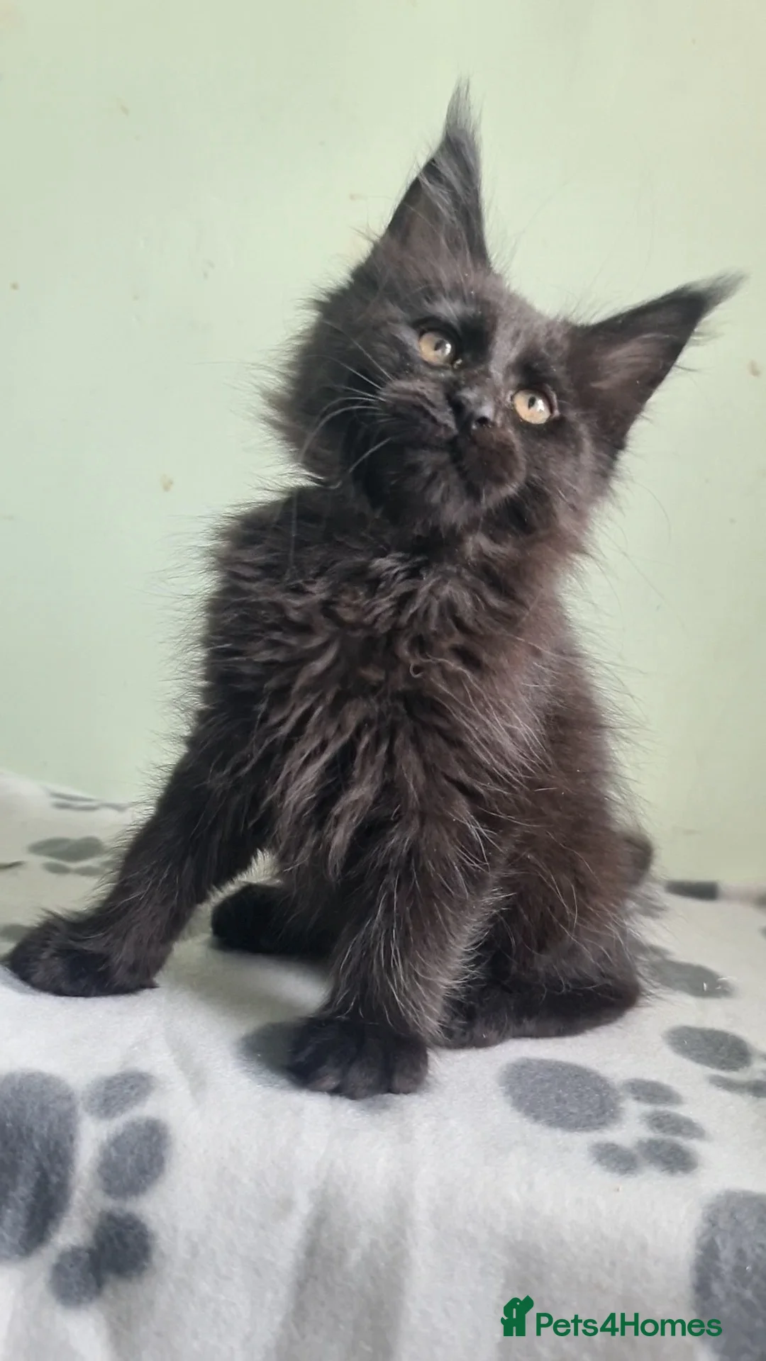 Maine Coon cats for sale: Gccf registered Maine coon kittens - Advert 1