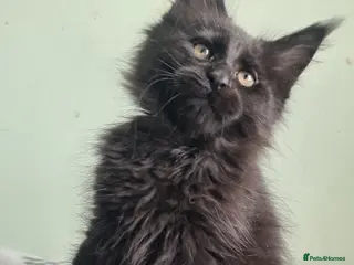 Maine Coon cats Maine coon kittens registered with GCCF - Advert 15
