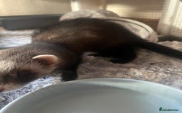 Ferret rodents for sale: FERRET FOR SALE - Image 3