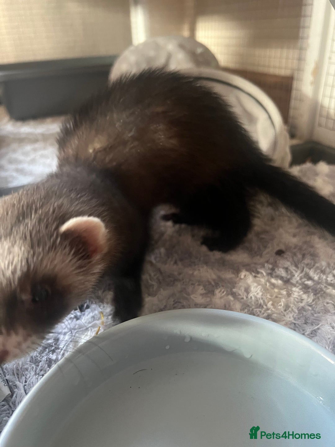 Ferret rodents for sale: FERRET FOR SALE - Image 3