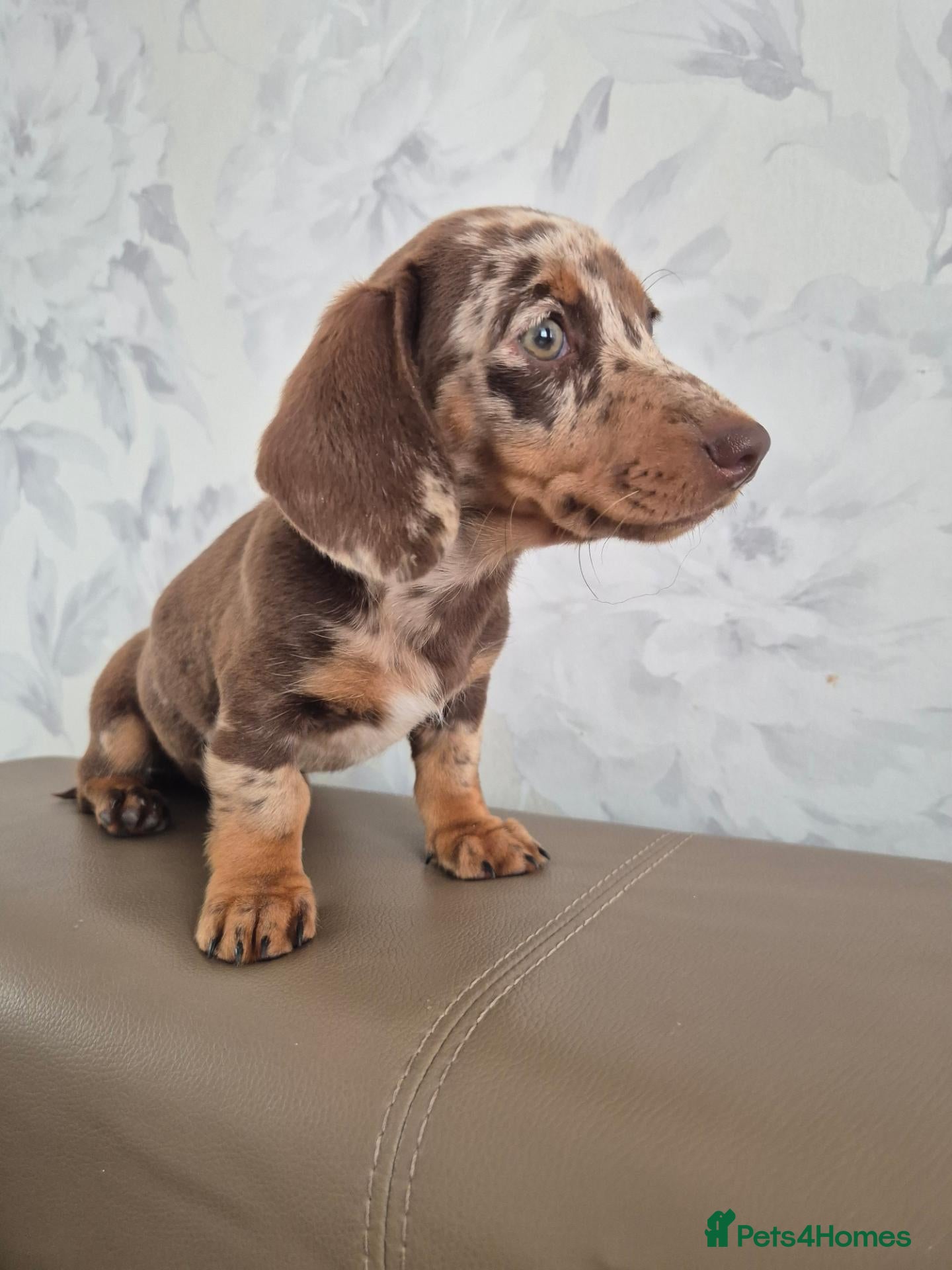 Miniature Dachshund dogs Beautiful Miniature Dachshund Ready to leave!♥️💙 - Advert 10