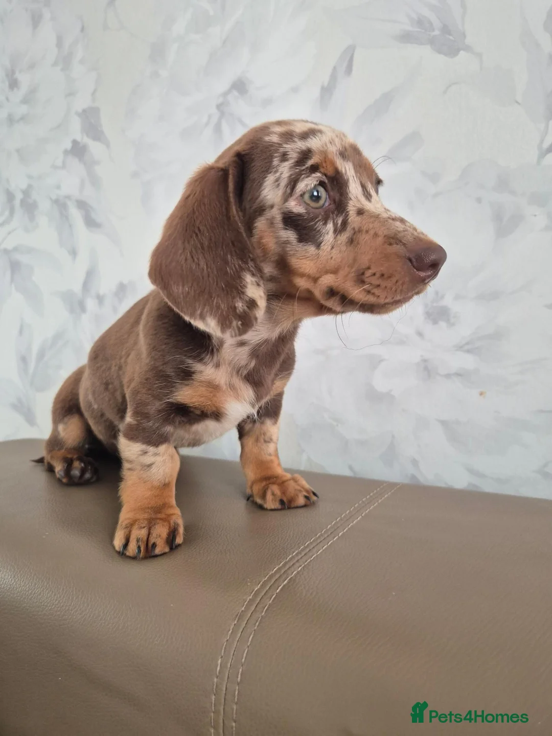 Miniature Dachshund dogs for sale: Beautiful Miniature Dachshund Ready to leave!♥️💙 - Advert 1