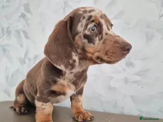 Miniature Dachshund dogs Beautiful Miniature Dachshund Ready to leave!♥️💙 - Advert 10