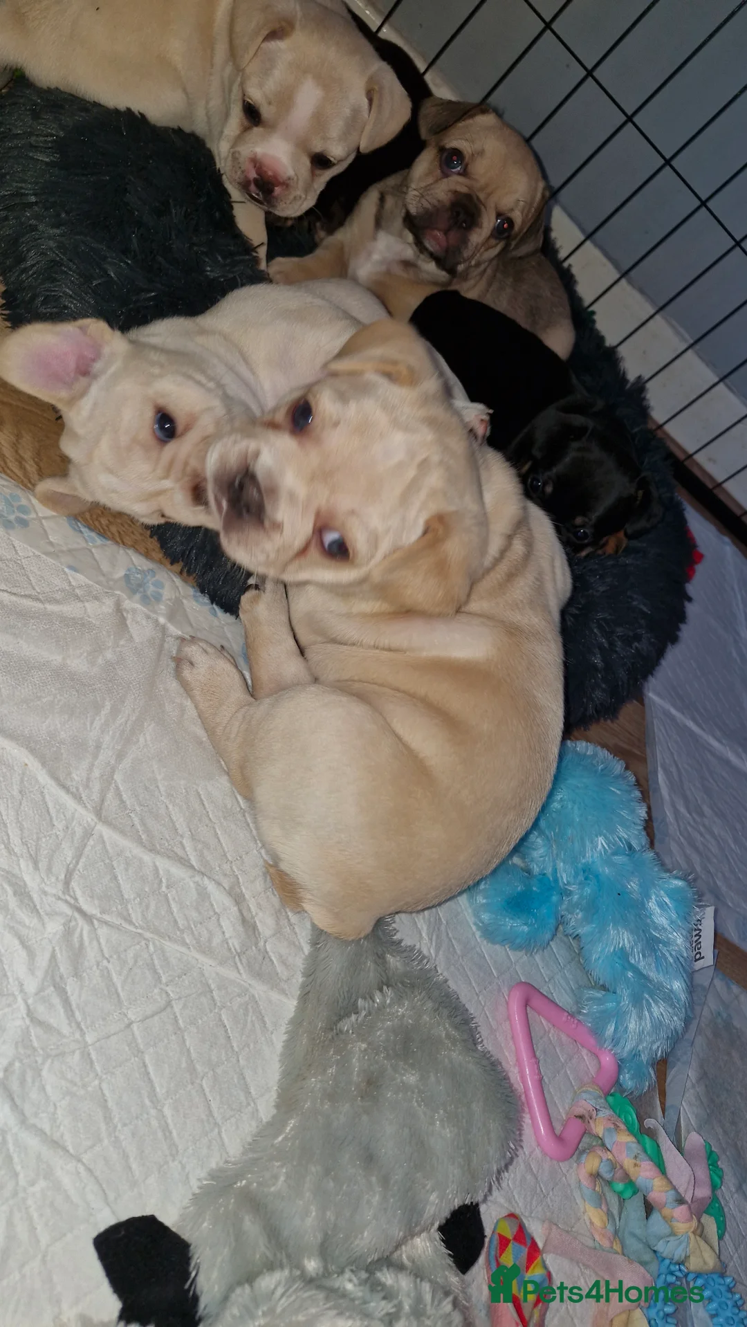 French Bulldog dogs for sale: French bulldog puppies  - Advert 6